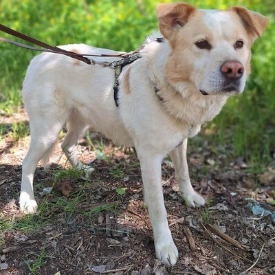 🐶Dixon hat ein sehr gutmütiges Wesen und ist durch und durch gutmütig 🐶, Mischling - Rüde