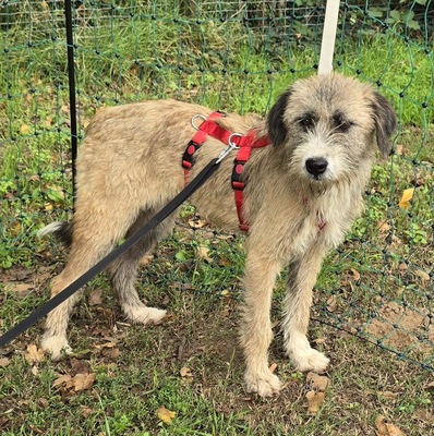 Dixy, Mix - Hündin