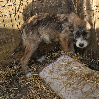 Dixy, Mix Welpen - Hündin