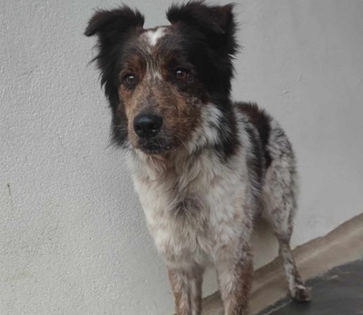 Django Autralian Shepherd Mix Rüde sucht ein Zuhause, Australian Shepherd Mix - Rüde