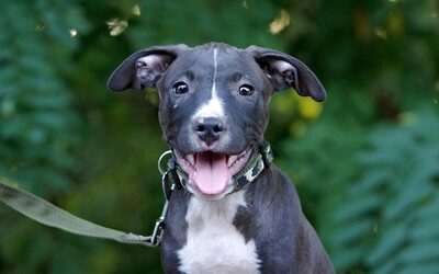 Django, Mischling Welpen - Rüde