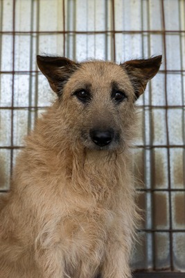 🤎 Dobbie – Ein sanfter Riese mit großem Herz sucht sein Zuhause