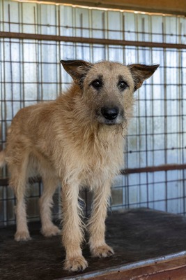 🤎 Dobbie – Ein sanfter Riese mit großem Herz sucht sein Zuhause, Mischling - Rüde