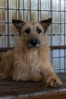 🤎 Dobbie – Ein sanfter Riese mit großem Herz sucht sein Zuhause, Mischling - Rüde