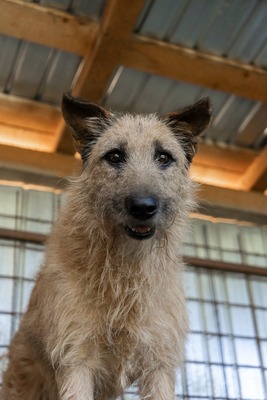 🤎 Dobbie – Ein sanfter Riese mit großem Herz sucht sein Zuhause, Mischling - Rüde