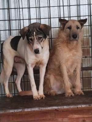 🤎 Dobbie – Ein sanfter Riese mit großem Herz sucht sein Zuhause, Mischling - Rüde