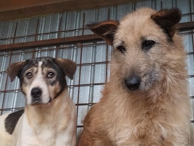 🤎 Dobbie – Ein sanfter Riese mit großem Herz sucht sein Zuhause, Mischling - Rüde