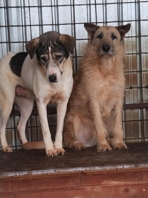 🤎 Dobbie – Ein sanfter Riese mit großem Herz sucht sein Zuhause, Mischling - Rüde