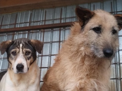 🤎 Dobbie – Ein sanfter Riese mit großem Herz sucht sein Zuhause, Mischling - Rüde