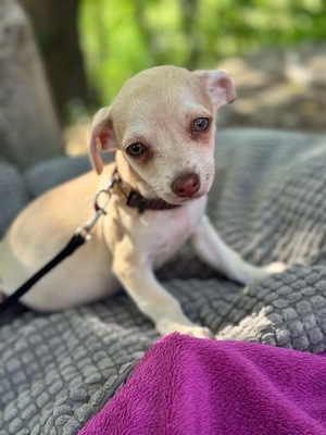 Dobby kleines Herz auf vier Pfoten, Chihuahua-Mischling Welpen - Rüde