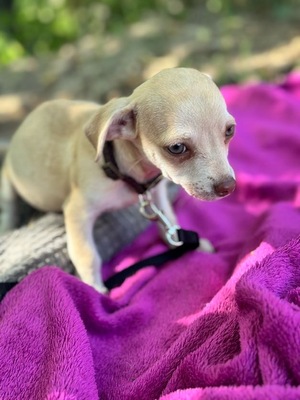 Dobby kleines Herz auf vier Pfoten, Chihuahua-Mischling Welpen - Rüde