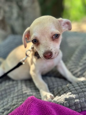 Dobby kleines Herz auf vier Pfoten, Chihuahua-Mischling Welpen - Rüde