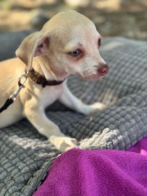 Dobby kleines Herz auf vier Pfoten, Chihuahua-Mischling Welpen - Rüde