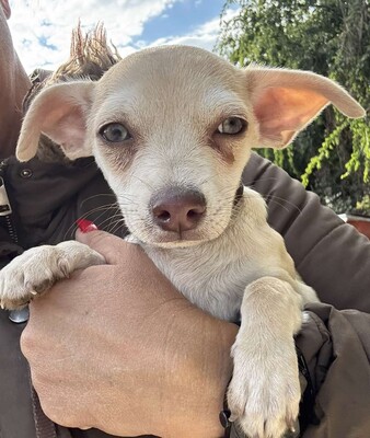 Dobby kleines Herz auf vier Pfoten, Chihuahua-Mix Welpen - Rüde