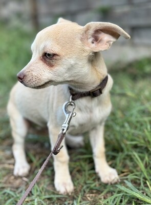 Dobby kleines Herz auf vier Pfoten, Chihuahua-Mix Welpen - Rüde