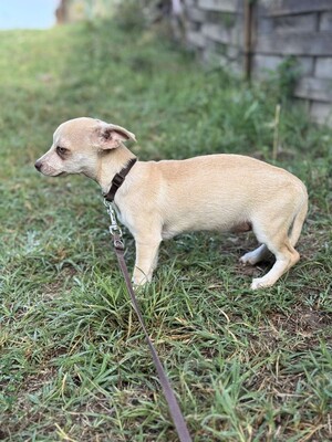 Dobby kleines Herz auf vier Pfoten, Chihuahua-Mix Welpen - Rüde