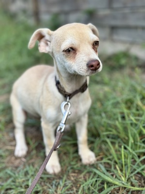 Dobby kleines Herz auf vier Pfoten, Chihuahua-Mix Welpen - Rüde