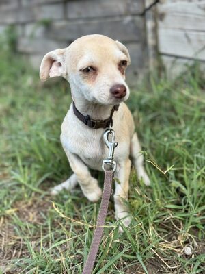 Dobby kleines Herz auf vier Pfoten, Chihuahua-Mix Welpen - Rüde
