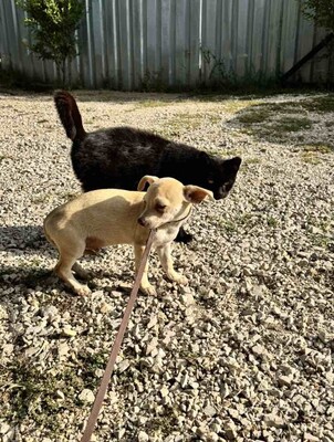 Dobby kleines Herz auf vier Pfoten, Chihuahua-Mix Welpen - Rüde
