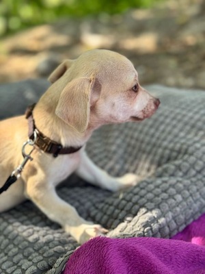 Dobby kleines Herz auf vier Pfoten, Chihuahua Welpen - Rüde
