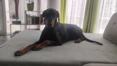 Doberman - Rüde