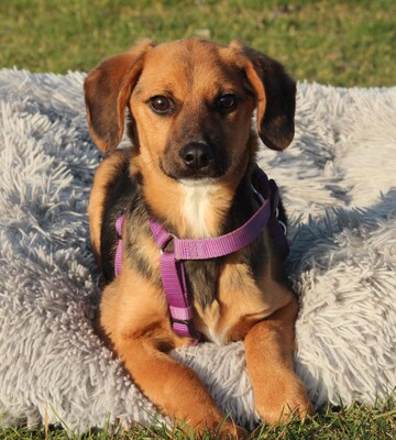 Dobina, Mischling Welpen - Hündin