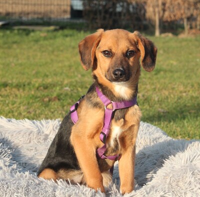 Dobina, Mischling Welpen - Hündin