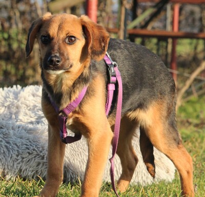 Dobina, Mischling Welpen - Hündin