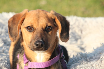 Dobina, Mischling Welpen - Hündin