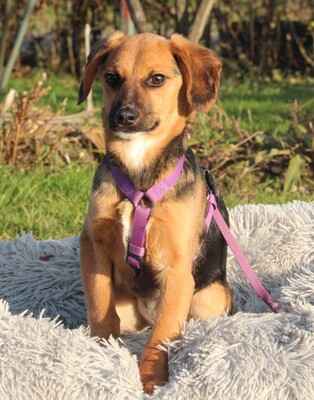 Dobina, Mischling Welpen - Hündin