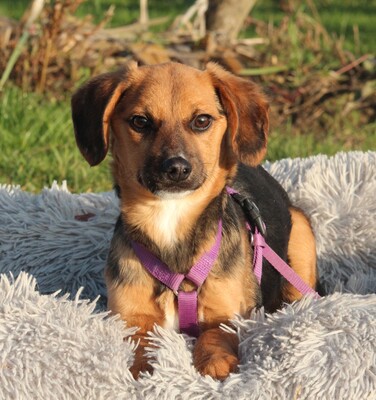 Dobina, Mischling Welpen - Hündin