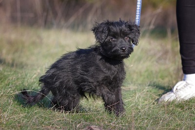 Dodo, Pumi Mischling Welpen - Rüde