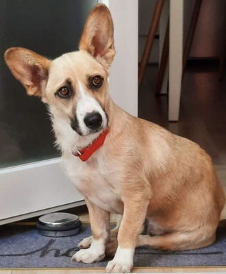 Dodo, Welsh Corgi Cardian - Mix - Hündin