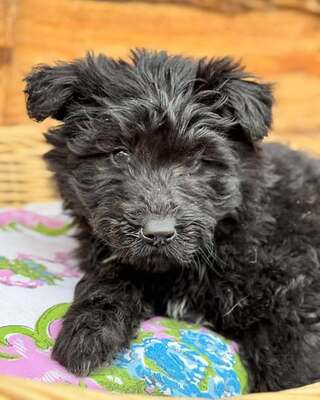 DÖRMI-MACA - kleiner, verspielter Welpe sucht!