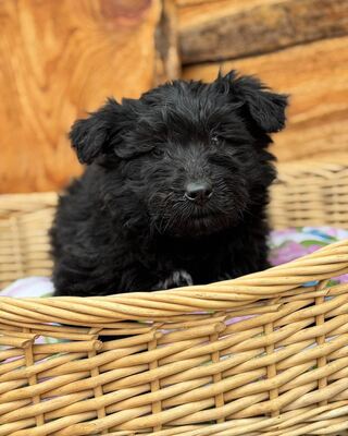 DÖRMI-MACA - kleiner, verspielter Welpe sucht!, Mischling Welpen - Hündin