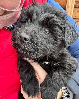 DÖRMI-MACA - kleiner, verspielter Welpe sucht!, Mischling Welpen - Hündin