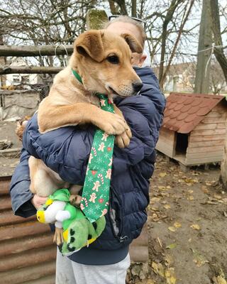 Dömper, unbekannt - Rüde