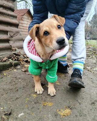 Dömper, unbekannt - Rüde