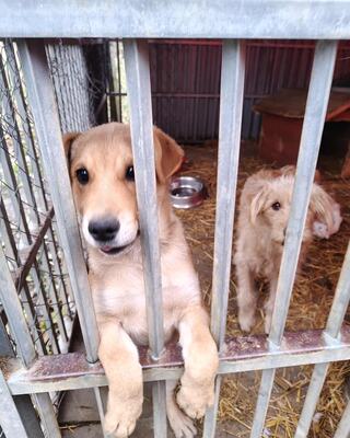 Dömper, unbekannt - Rüde