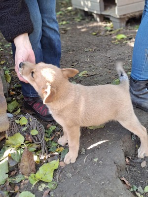 Dömper, unbekannt - Rüde