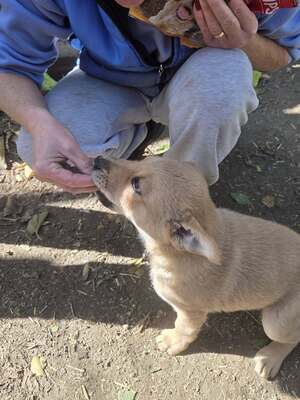 Dömper, unbekannt - Rüde