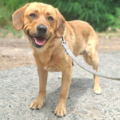 ❤️Doey Appenzeller Mix, ist außergewöhnlich menschenfreundlich und fast schnell Vertrauen zu neuen Gesichtern💥