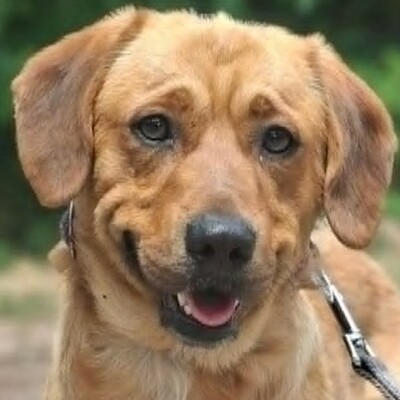 ❤️Doey Appenzeller Mix, ist außergewöhnlich menschenfreundlich und fast schnell Vertrauen zu neuen Gesichtern💥, Appenzeller Mischling - Rüde