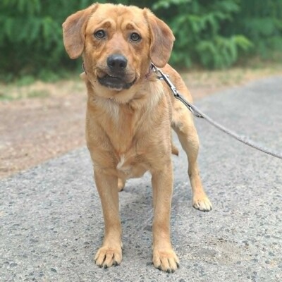 ❤️Doey Appenzeller Mix, ist außergewöhnlich menschenfreundlich und fast schnell Vertrauen zu neuen Gesichtern💥, Appenzeller Mischling - Rüde