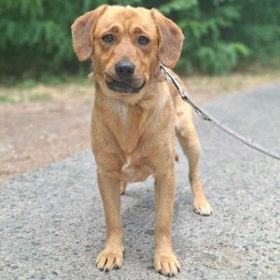 ❤️Doey Appenzeller Mix, ist außergewöhnlich menschenfreundlich und fast schnell Vertrauen zu neuen Gesichtern💥, Appenzeller Mischling - Rüde