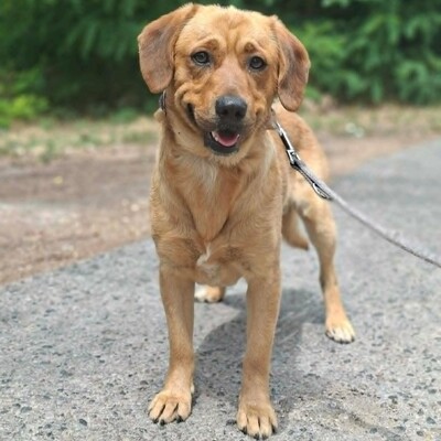 ❤️Doey Appenzeller Mix, ist außergewöhnlich menschenfreundlich und fast schnell Vertrauen zu neuen Gesichtern💥, Appenzeller Mischling - Rüde