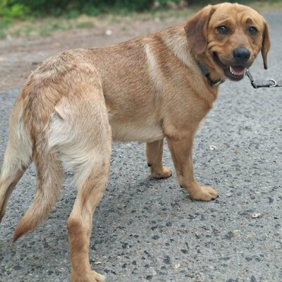 ❤️Doey Appenzeller Mix, ist außergewöhnlich menschenfreundlich und fast schnell Vertrauen zu neuen Gesichtern💥, Appenzeller Mischling - Rüde