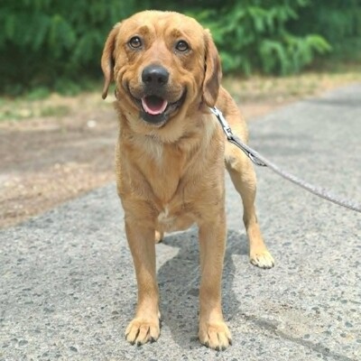 ❤️Doey Appenzeller Mix, ist außergewöhnlich menschenfreundlich und fast schnell Vertrauen zu neuen Gesichtern💥, Appenzeller Mischling - Rüde
