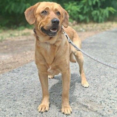❤️Doey Appenzeller Mix, ist außergewöhnlich menschenfreundlich und fast schnell Vertrauen zu neuen Gesichtern💥, Appenzeller Mischling - Rüde