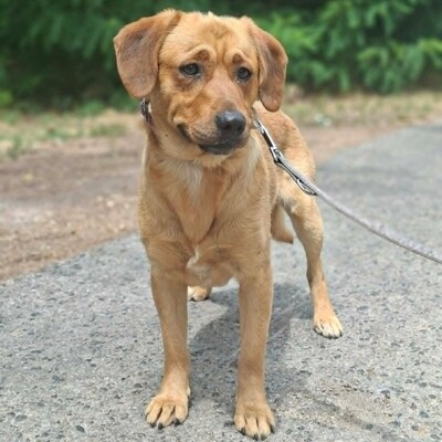 ❤️Doey Appenzeller Mix, ist außergewöhnlich menschenfreundlich und fast schnell Vertrauen zu neuen Gesichtern💥, Appenzeller Mischling - Rüde